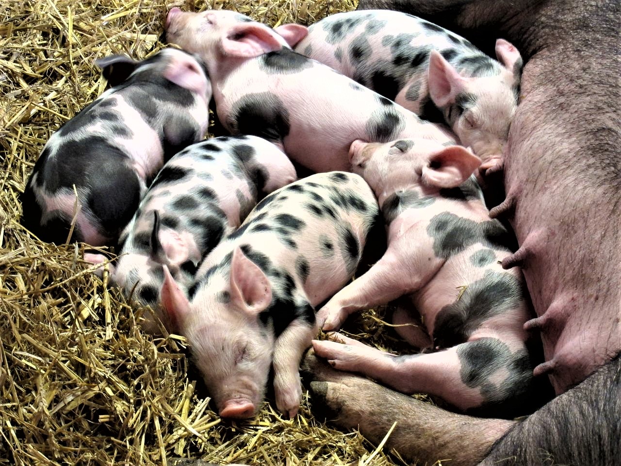 Fieggentrio: Veel varkens maken de spoeling dun - Veel Varkens Maken De Spoeling Dun