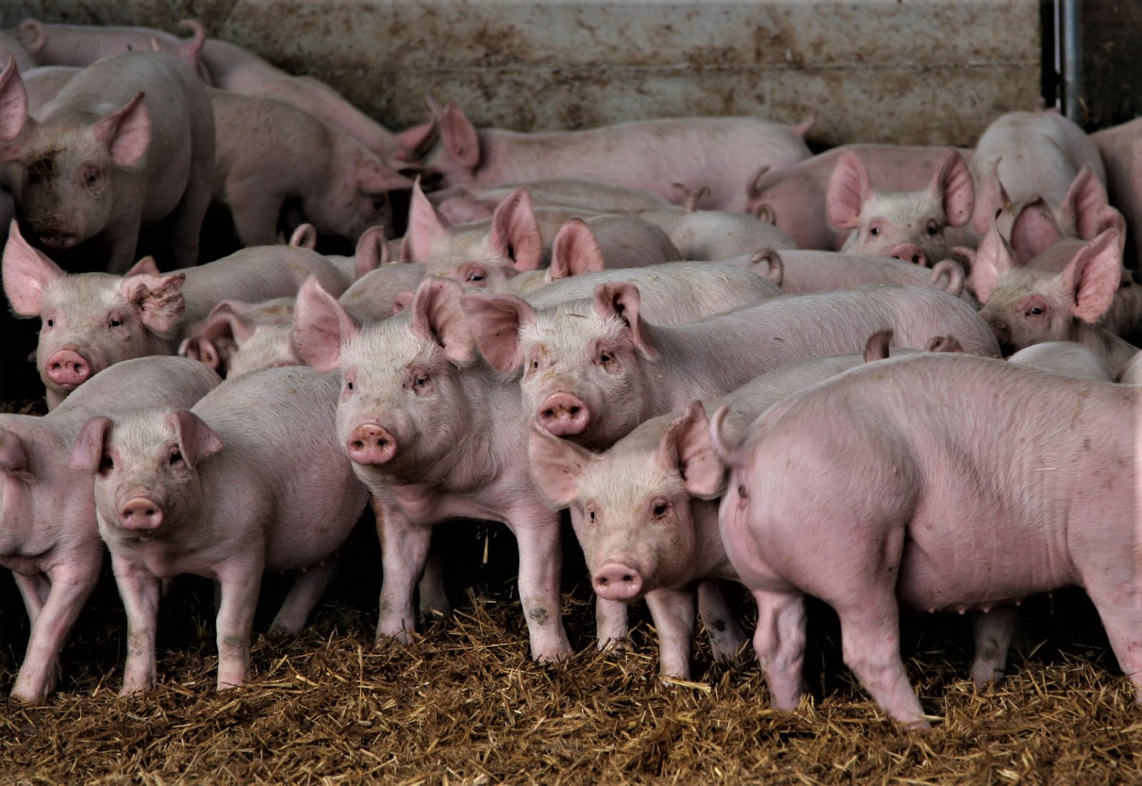 Fieggentrio: Veel varkens maken de spoeling dun - Veel Varkens Maken De Spoeling Dun