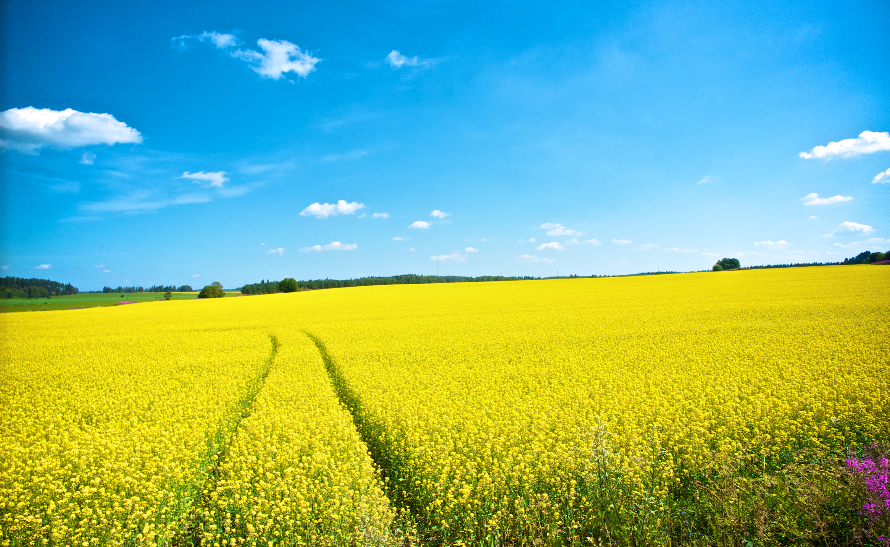Field Discovering Statistics Using R