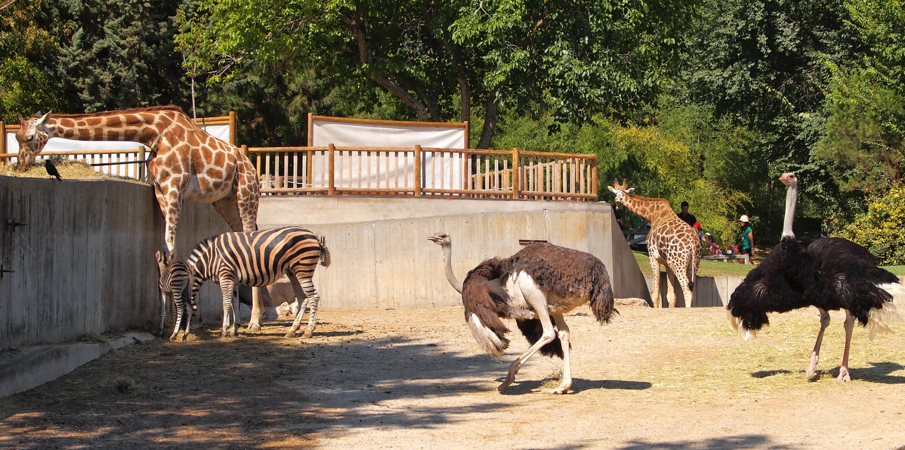 Zoo Antwerpen Koningin Astridplein Antwerpen België