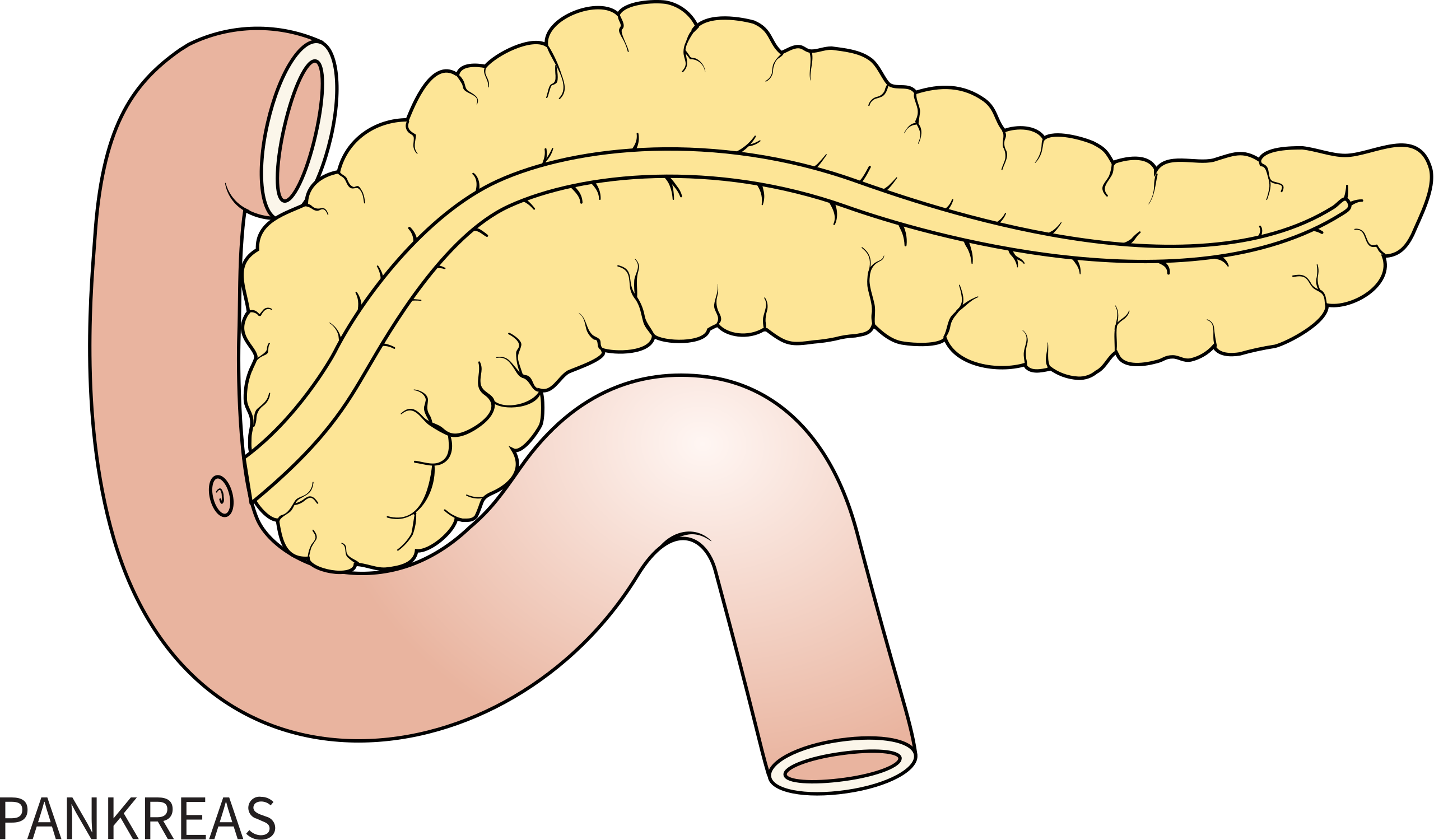 File:Pankreas.svg - Wikimedia Commons - Wat Is De Functie Van De Grote Bloedsomloop