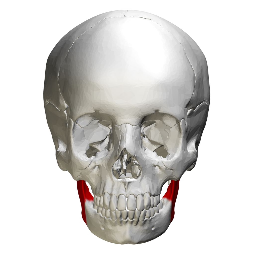 File:Ramus of the mandible - skull - anterior view.png - Wikimedia Commons - Ramus Superior En Inferior Fractuur