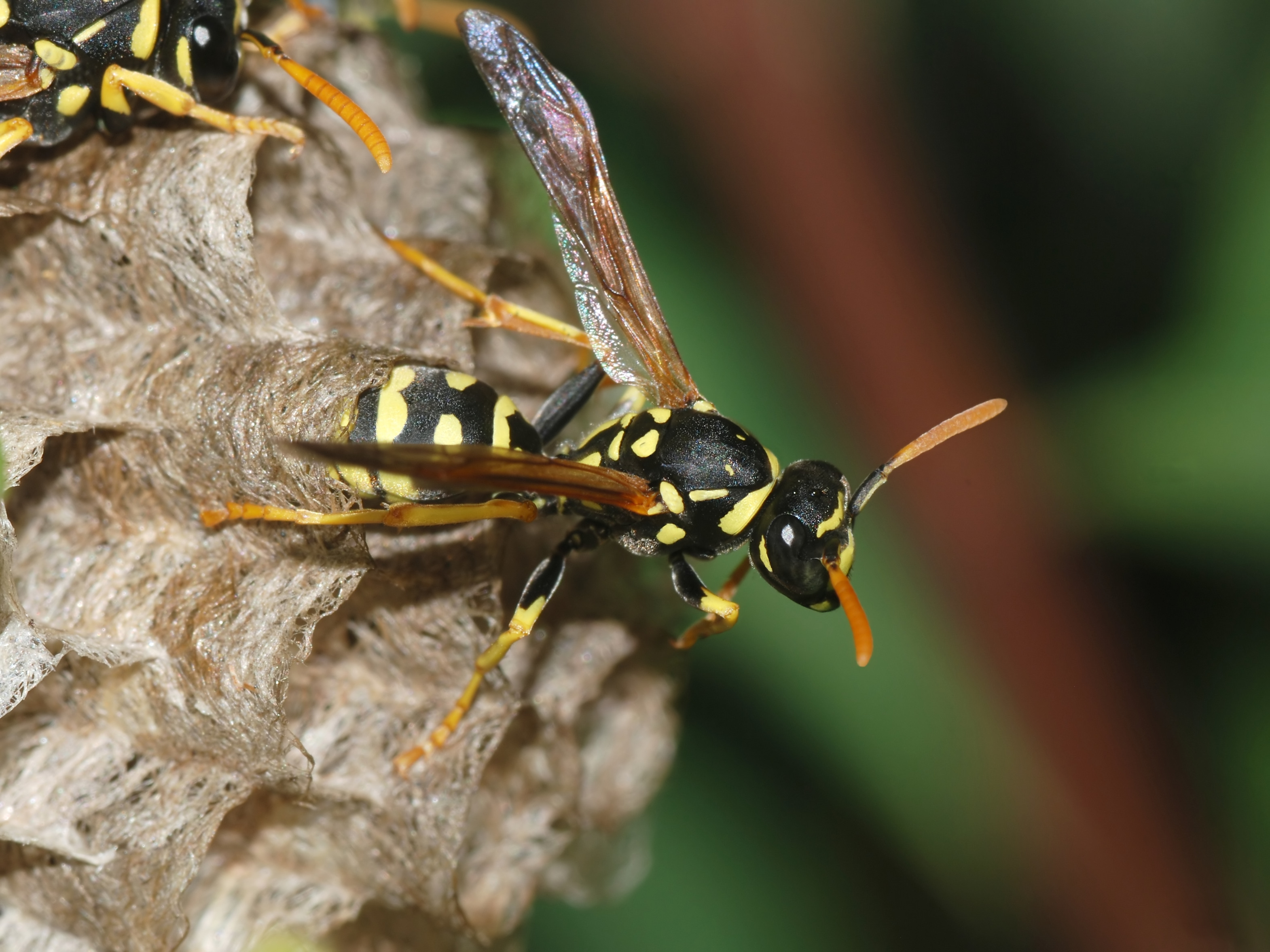 Wasp Reporter Answers Volume 22