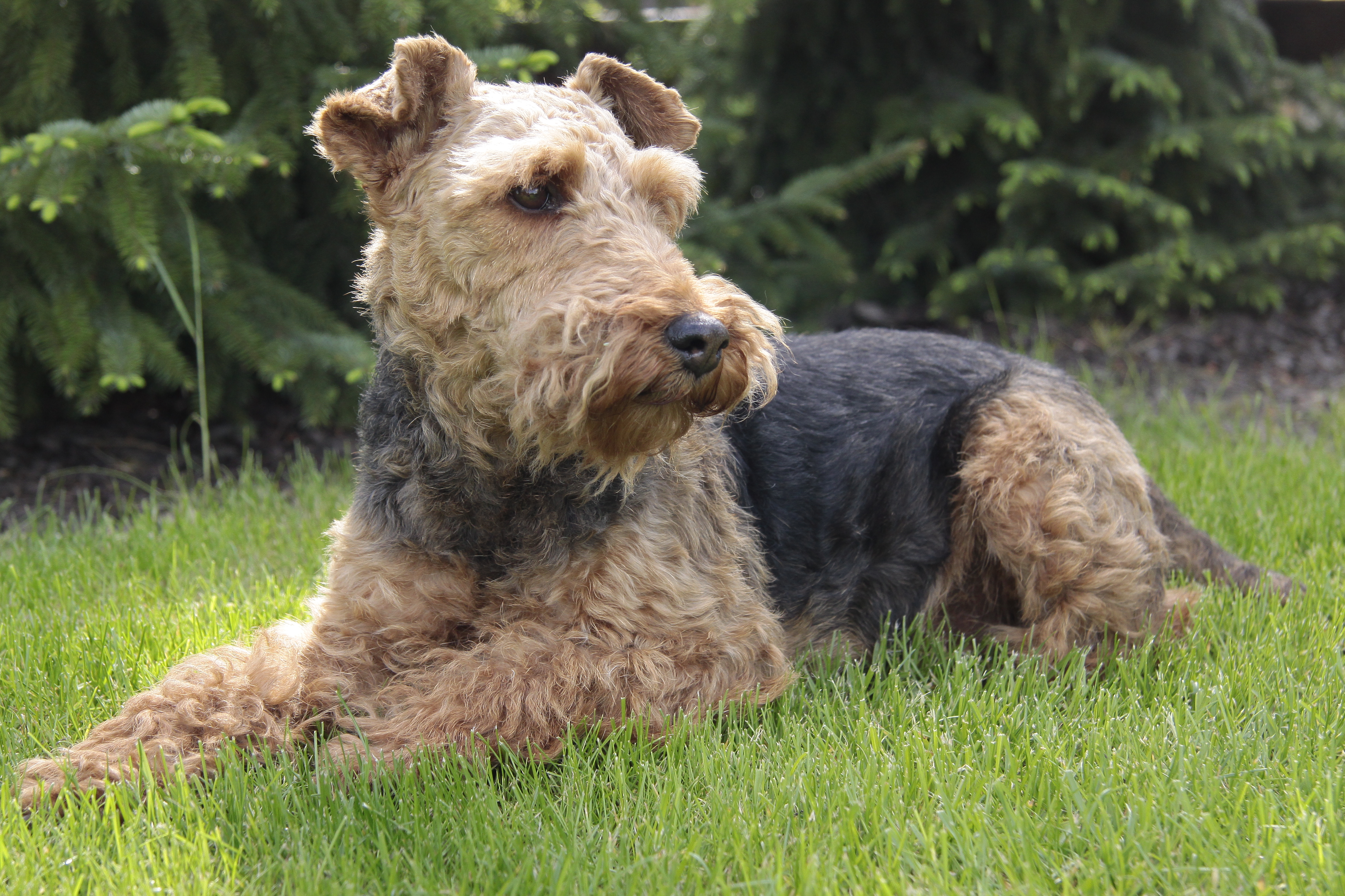 File:Welsh Terrier.JPG - Wikipedia - Turks Voetbalelftal - Welsh Voetbalelftal Wedstrijden