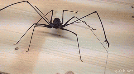Fire Spider GIF - Find & Share on GIPHY - Spider-man: Into The Spider-verse Film Series