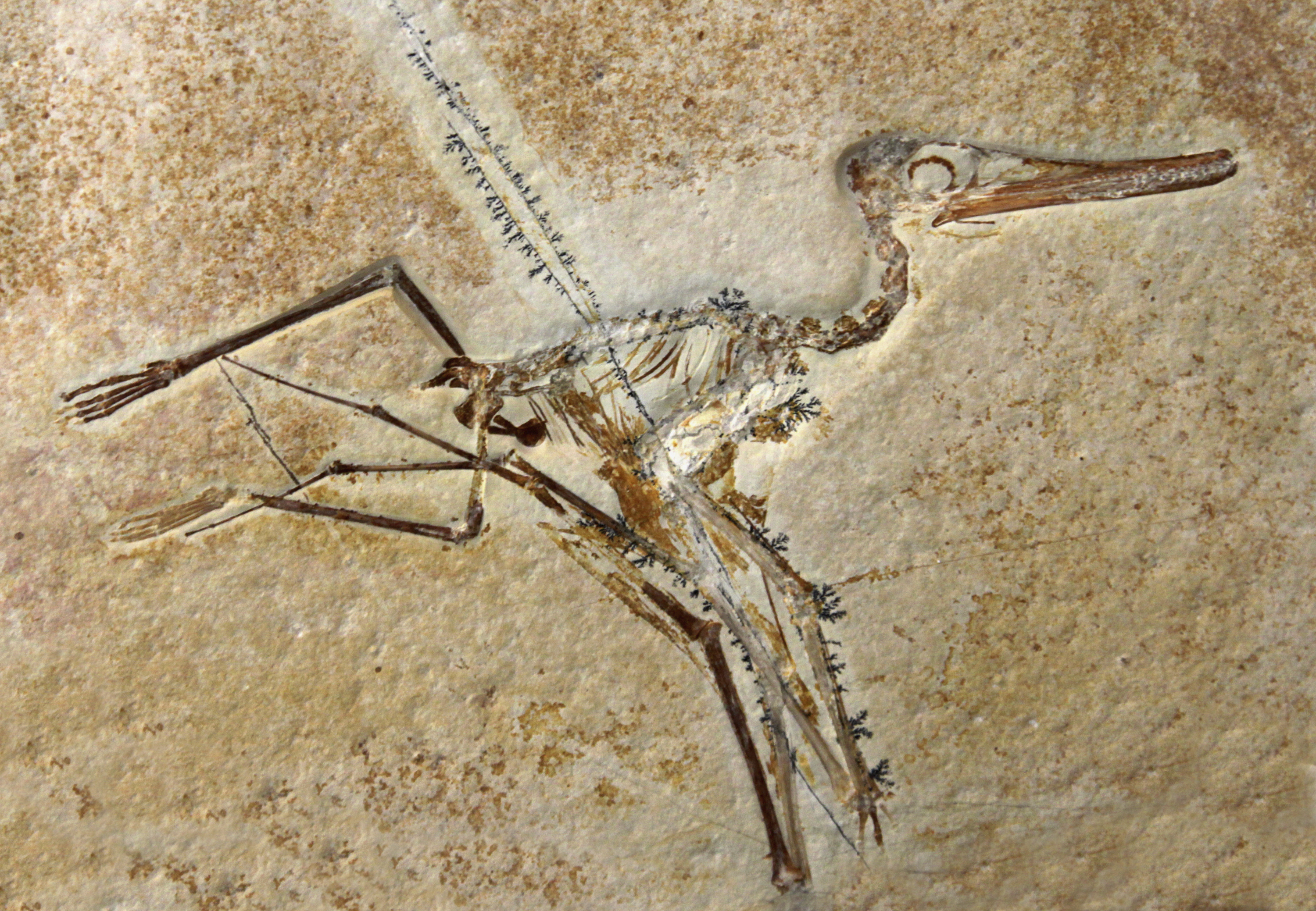 Five Different Types of Fossils | Sciencing - Welke Twee Soorten Fossielen Zijn Er