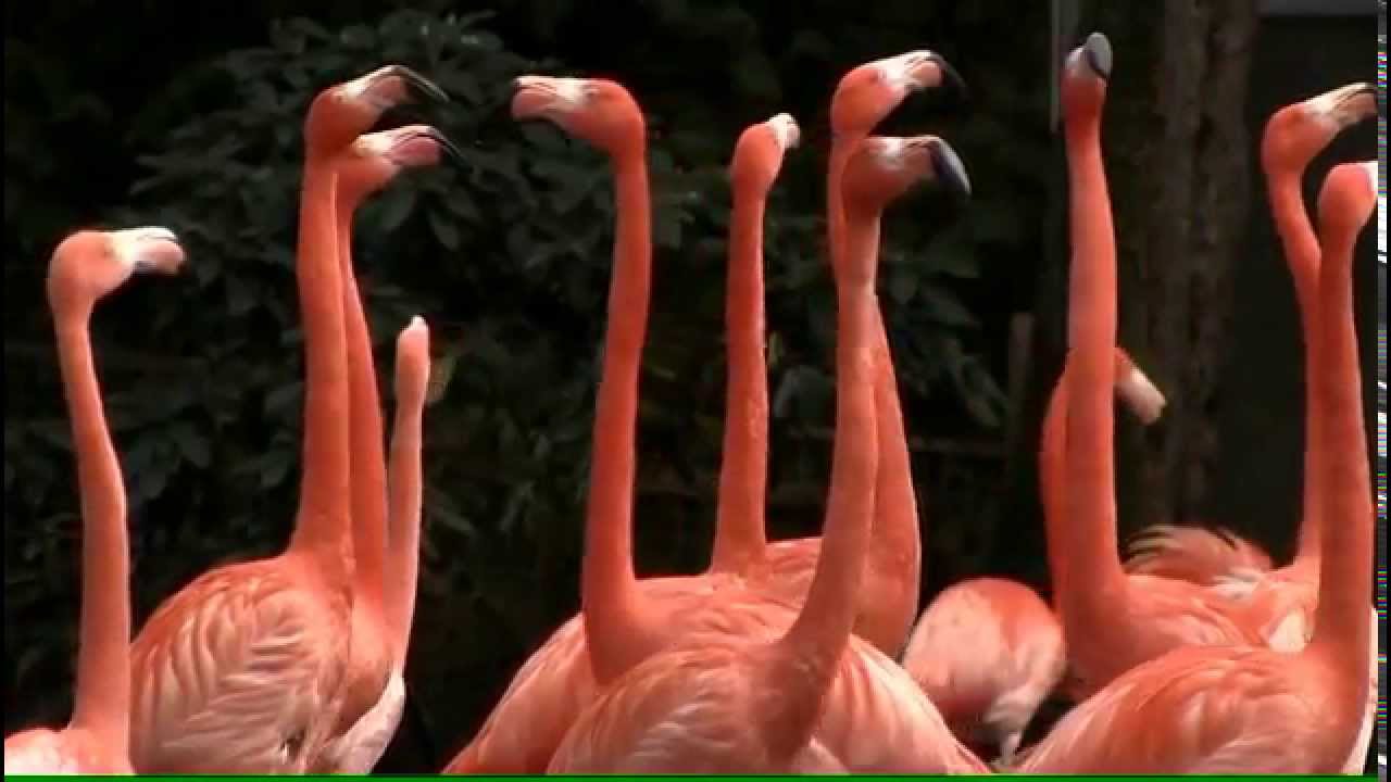 Flamingo vogels op een poot in water - YouTube - Waarom Staat Een Flamingo Op 1 Poot