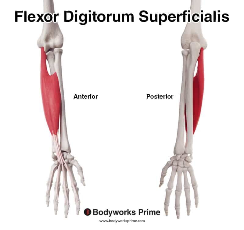 Flexor Digitorum Superficialis Muscle Anatomy - Bodyworks Prime - Flexor Digitorum Longus Pijn Hardlopen