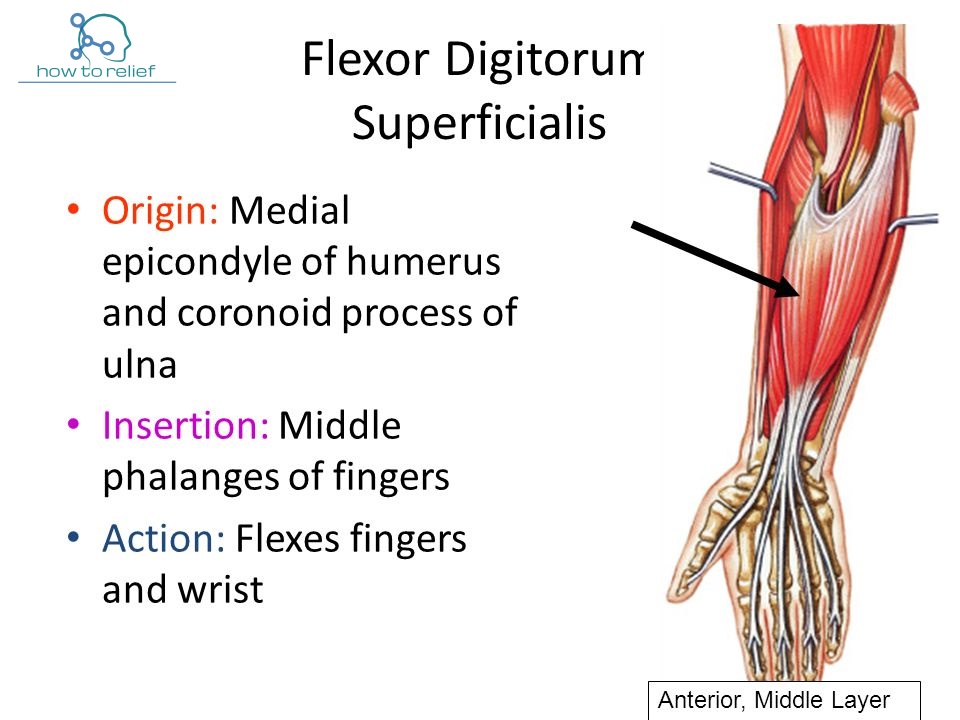 Flexor Digitorum Superficialis: Origin, Insertion, Nerve Supply - Flexor Digitorum Longus Pijn Hardlopen