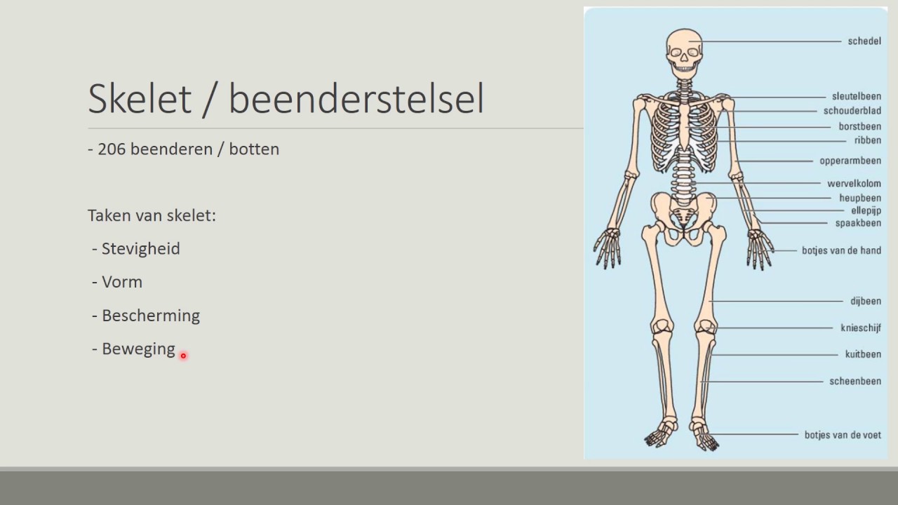 FlippingBio - 2.1 Het skelet en je botten - 1T - YouTube - Hoeveel Botten Heeft Het Menselijk Lichaam