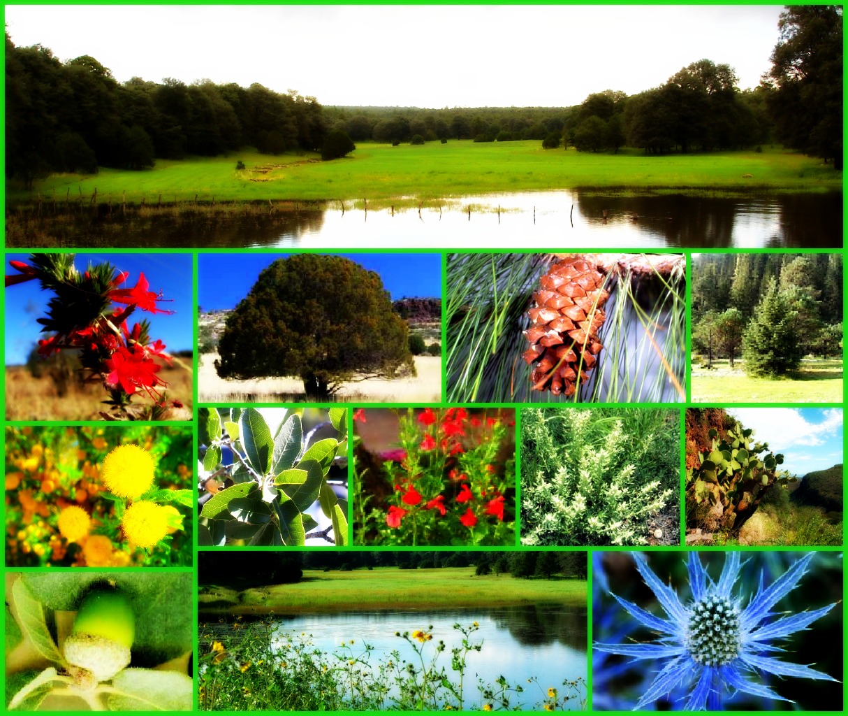 Flora En Fauna Van Nederland