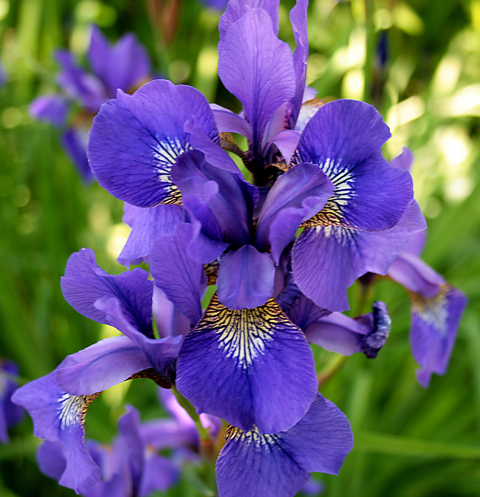 Iris De Graaf Dochter Van Beatrice