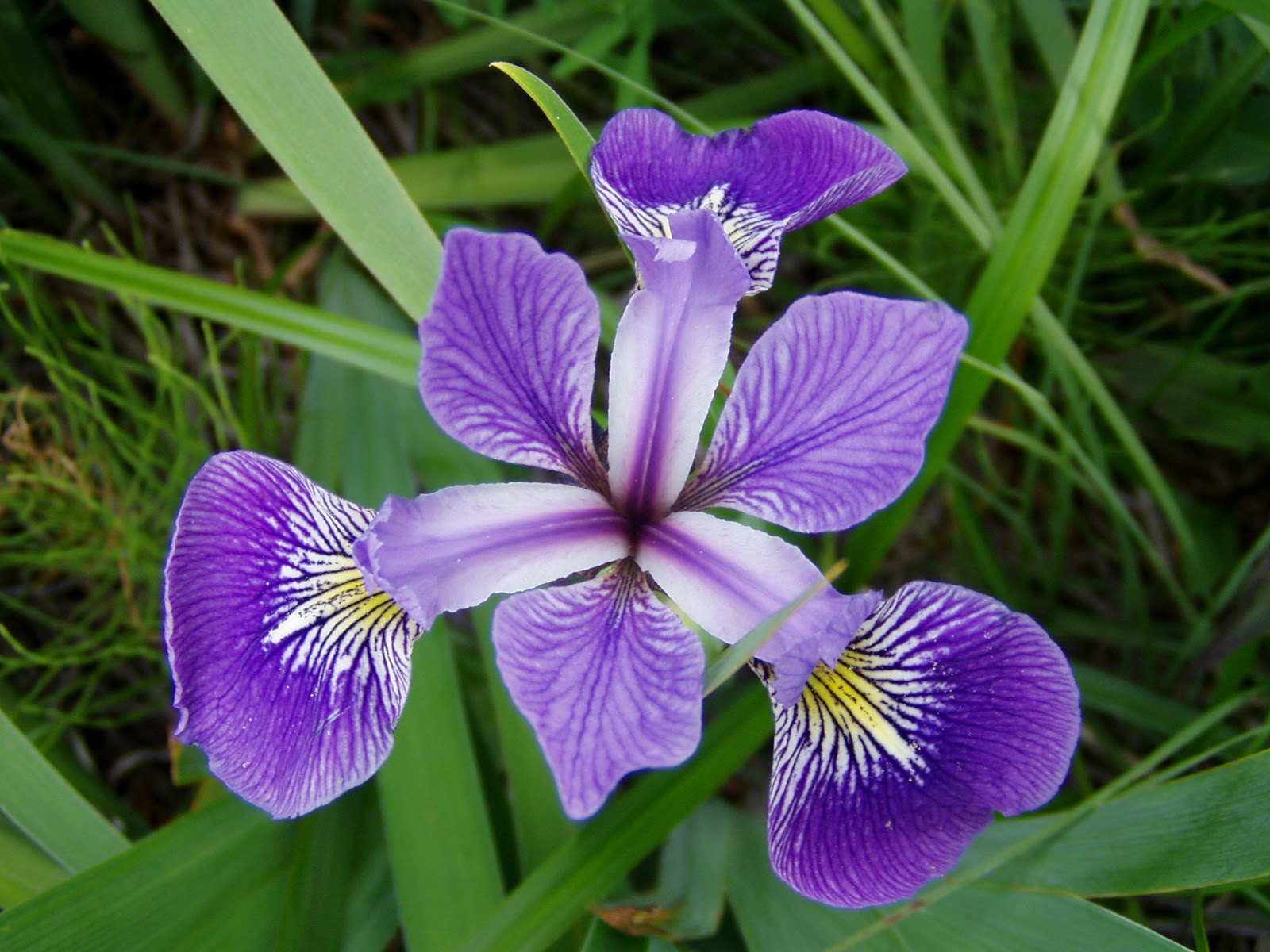 Flower Homes: Iris Flowers - Iris De Graaf Dochter Van Beatrice