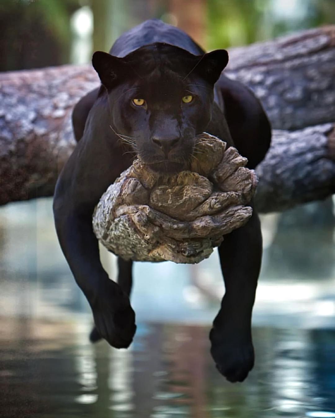Follow @WildGeography for more amazing nature and animals photos - Hoeveel Zwarte Panters Zijn Er Nog