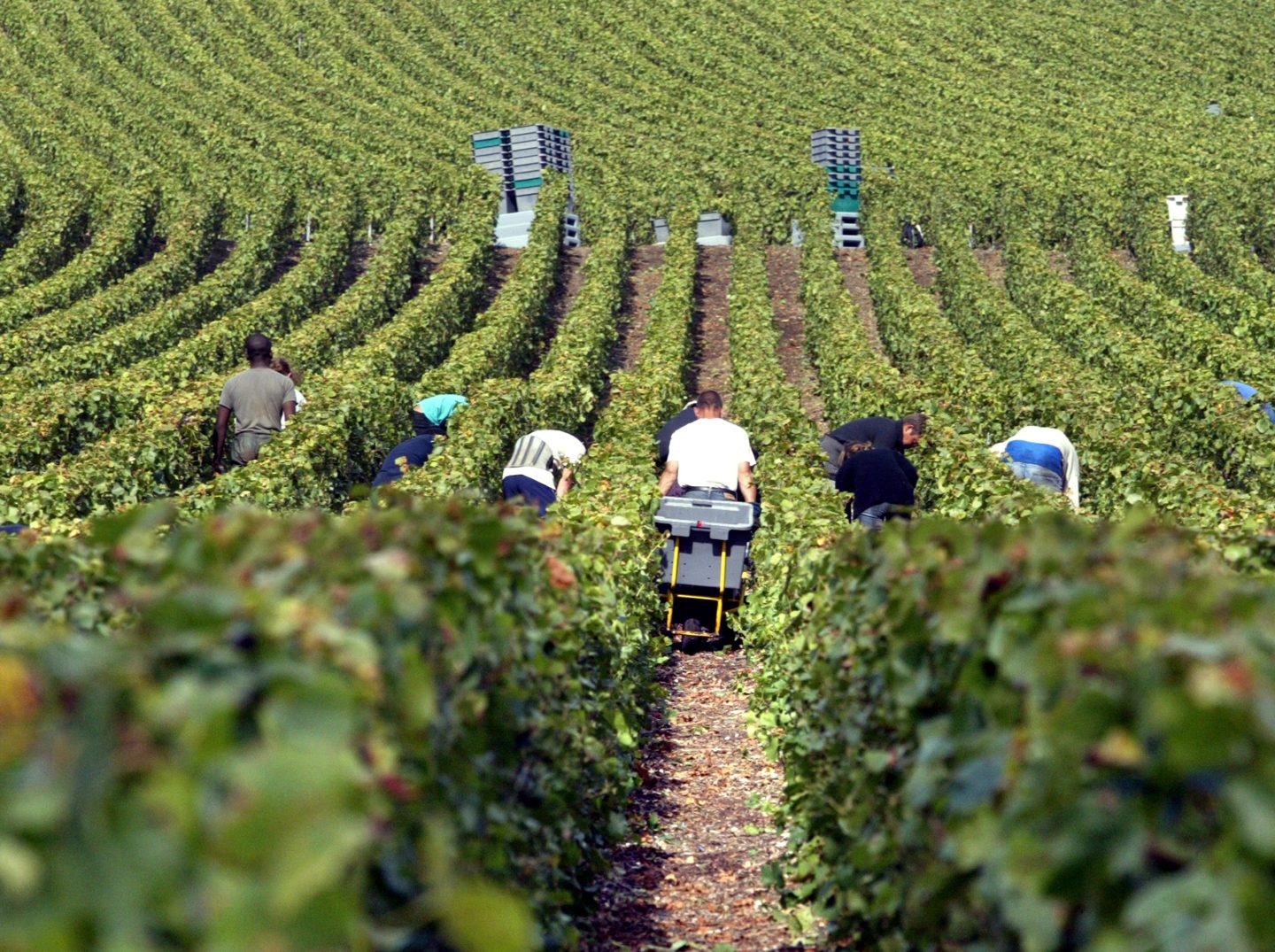 Following the death of four workers last year, French champagne - Wanneer Moet Je Studiefinanciering Aanvragen