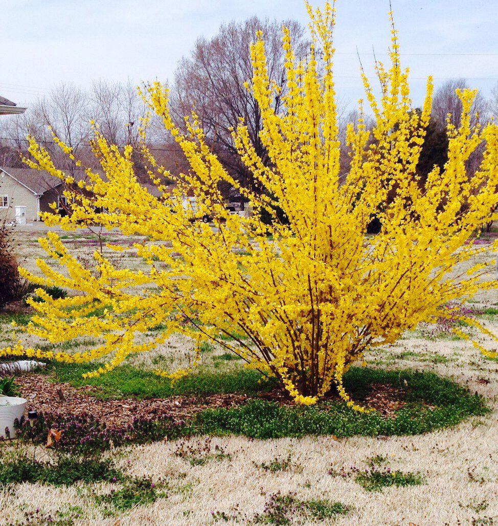 Welke Kleur Heeft Een Bloeiende Forsythia