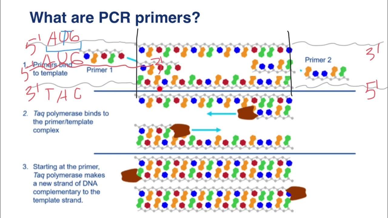 Forward and reverse primers - YouTube - Forward Primer And Reverse Primer