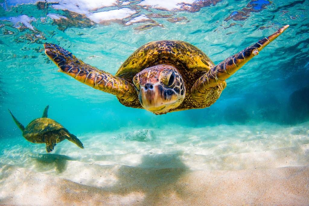 Foto behang | Green sea turtle, Sea turtle print, Sea turtle - Verschil Tussen Zee En Oceaan