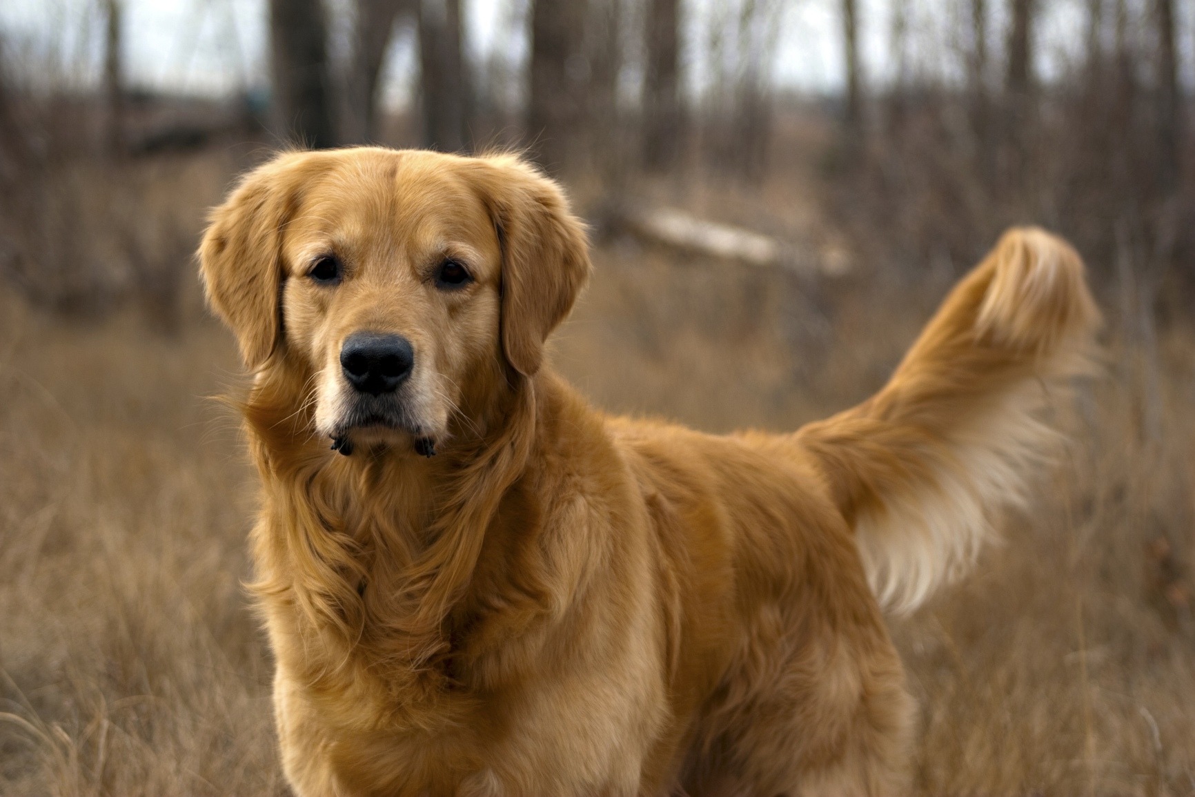 Fotografías de Golden Retrievers - Web del Golden Retriever - Golden Globe Voor Beste Mannelijke Bijrol In Film