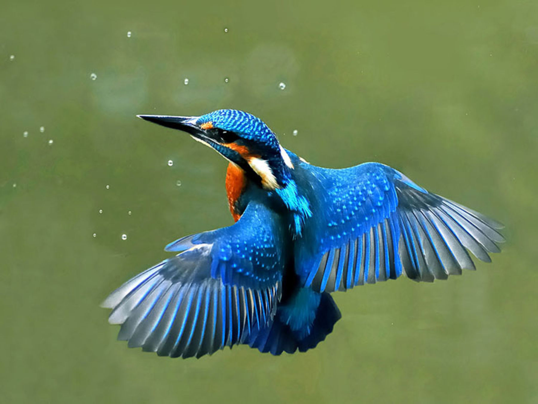 Fotoserie: Aufgetaucht! Heimische Wasservögel - ökoLeo Umwelt- und - Vogel Met Rode Buik En Zwarte Kop