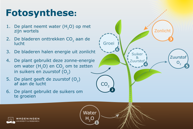 Waarom Is Fotosynthese Belangrijk Voor Mensen