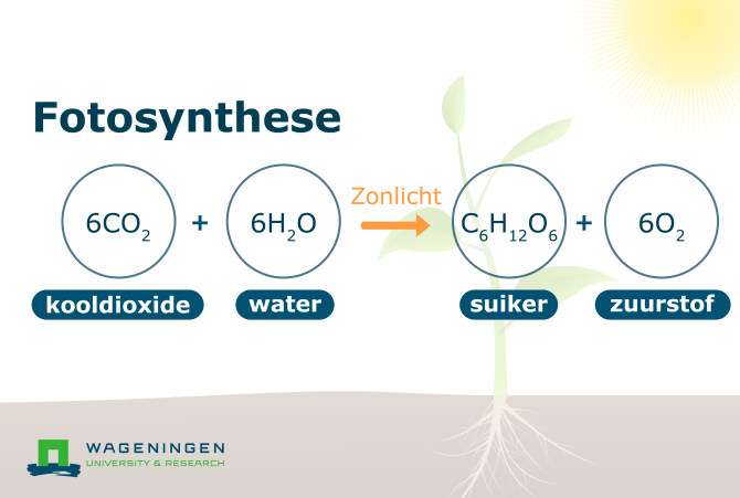 Fotosynthese, de groene motor voor een duurzame wereld - WUR - Waarom Is Fotosynthese Belangrijk Voor Mensen