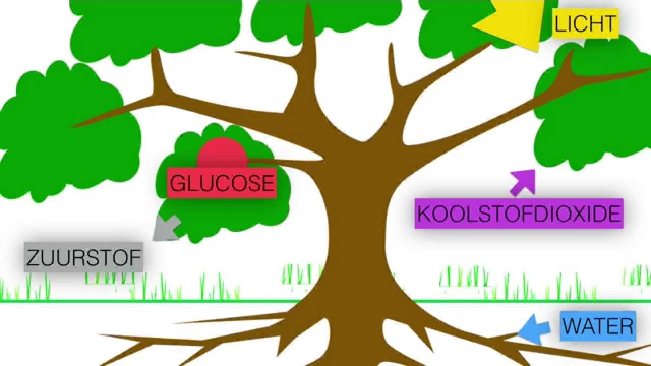 Fotosynthese en verbranding (eenvoudige uitleg) - YouTube - Hoe Maakt Een Plant Voedsel Voor Mensen En Dieren