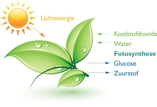 fotosynthese - Home - Hoe Maakt Een Plant Voedsel Voor Mensen En Dieren