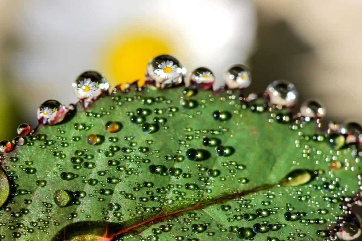 Free picture: wet, nature, rain, dew, water, liquid, condensation - Wet Zorg En Dwang Betekenis