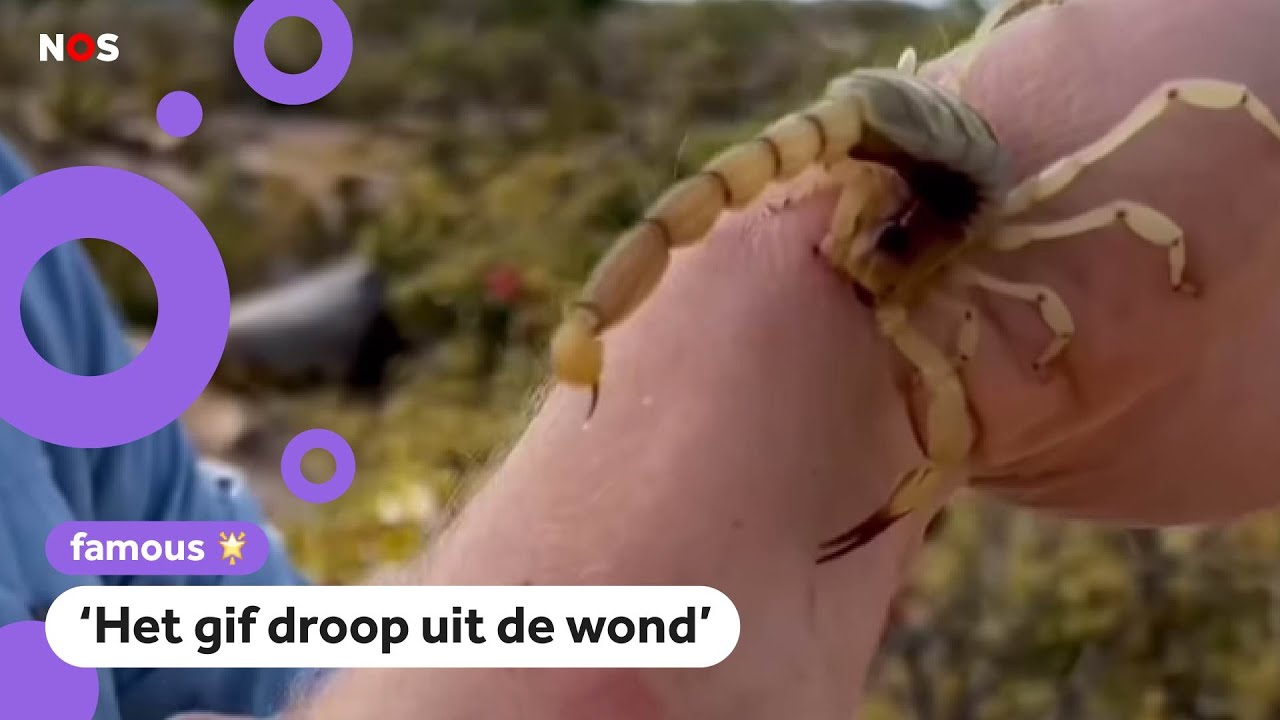 Freek Vonk gestoken door schorpioen - YouTube - Gestoken Door Hoornaar Wat Te Doen