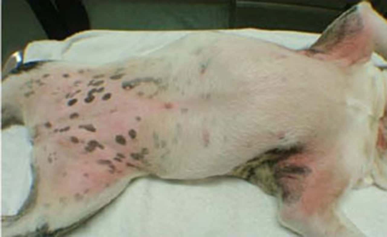 Bacteriele Huidinfectie Huidproblemen Hond Korsten