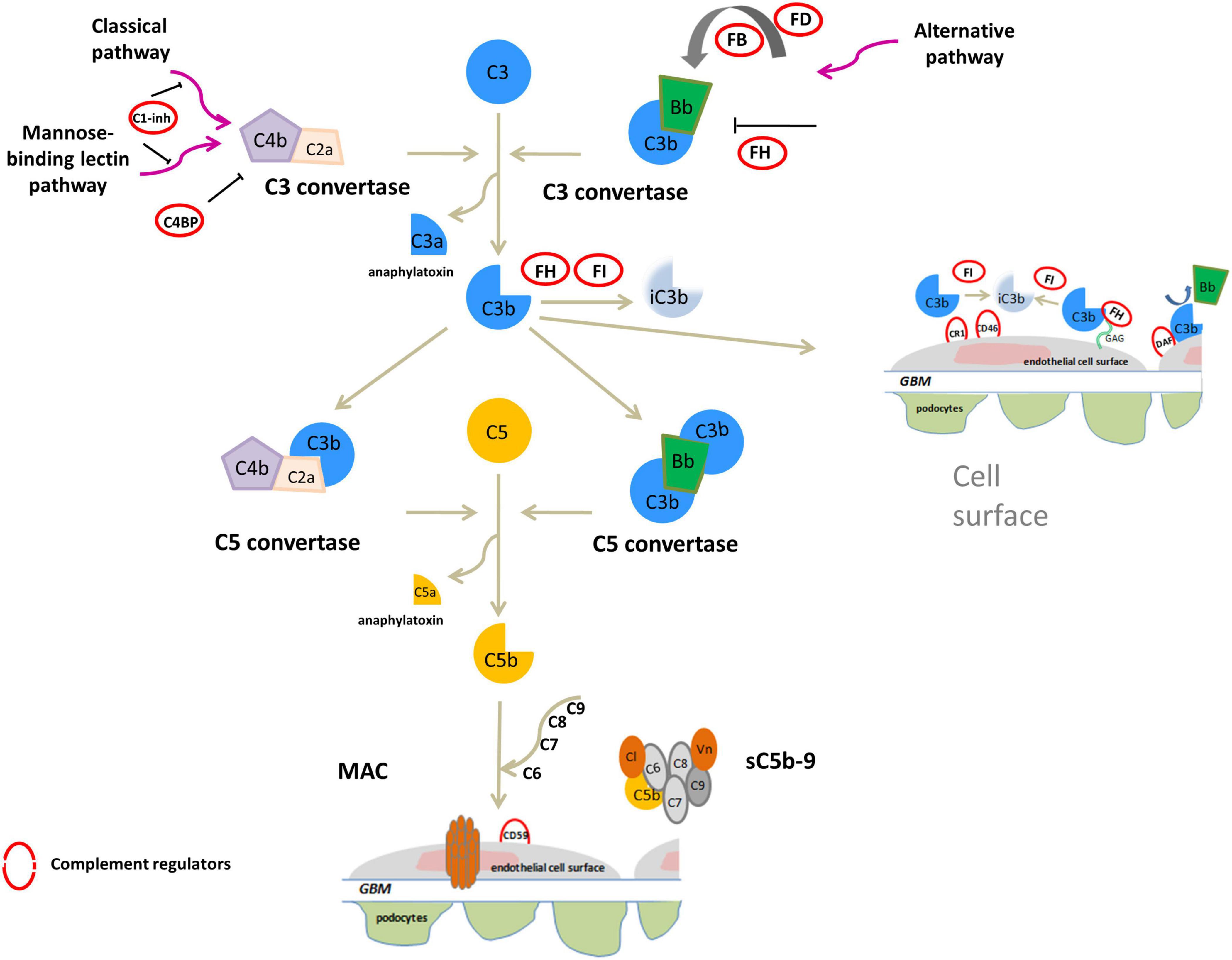 Frontiers | CFH and CFHR Copy Number Variations in C3 Glomerulopathy - Wat Is Een Ministeriële Regeling