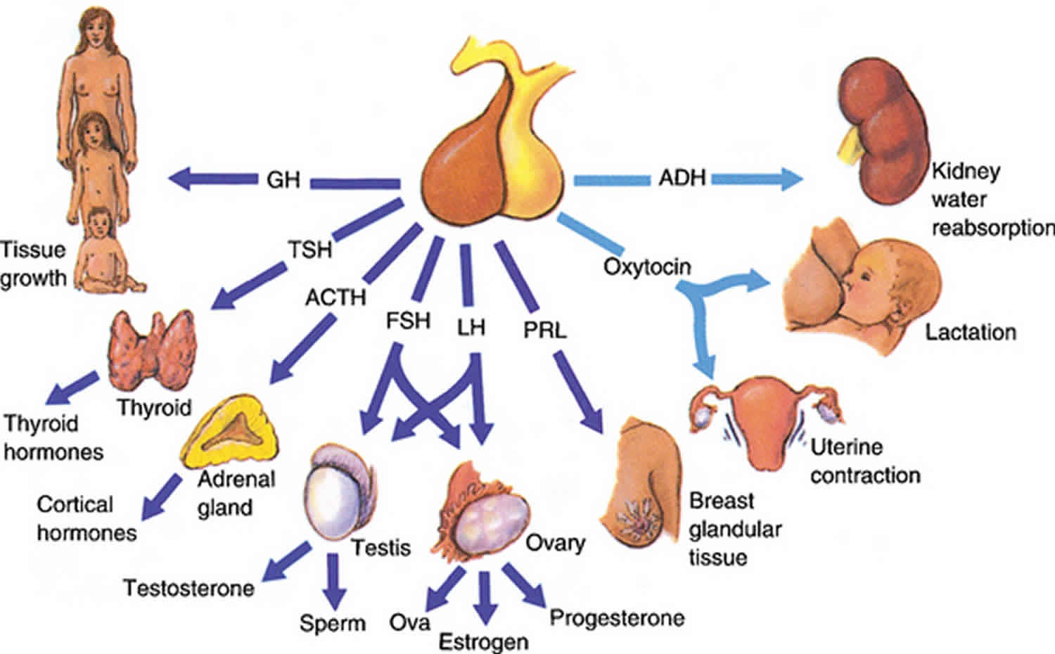 FSH Hormone: What Are Its Functions And Normal Values?, 53% OFF - Fsh Hormoon Te Hoog Man