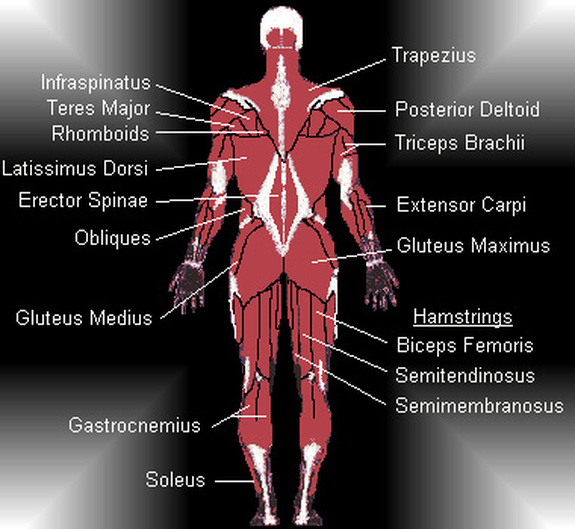 Full Body and Scalp massage - Your new Lifestyle coach! - Sterkste Spier In Het Lichaam