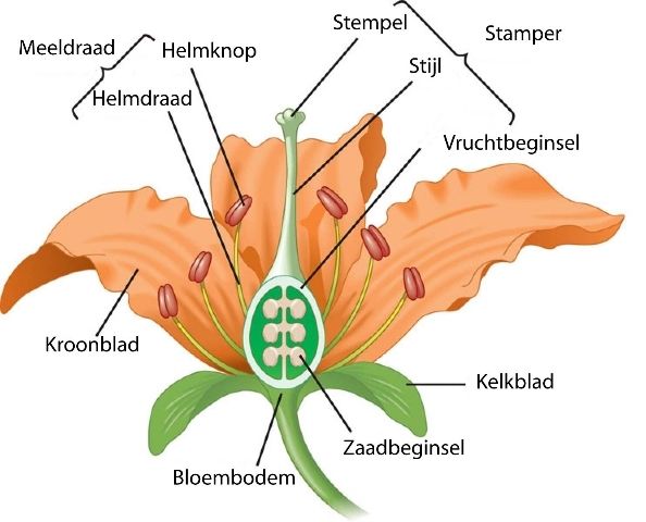 Functie Bloem | Planten, Biologie, Bloemen - Hoe Heten De Mannelijke En Vrouwelijke Geslachtscellen Van Een Plant