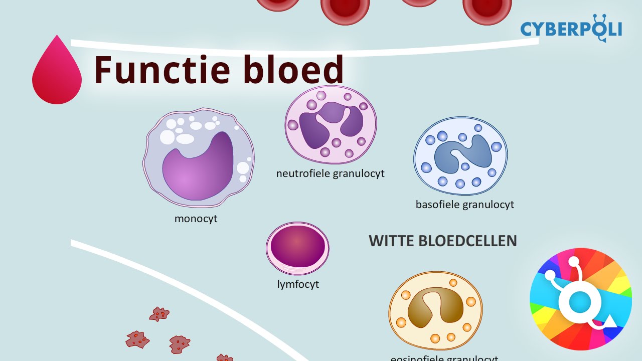 Functie van het bloed - Bloed - YouTube - Hoeveel Witte Bloedcellen Heeft Een Mens