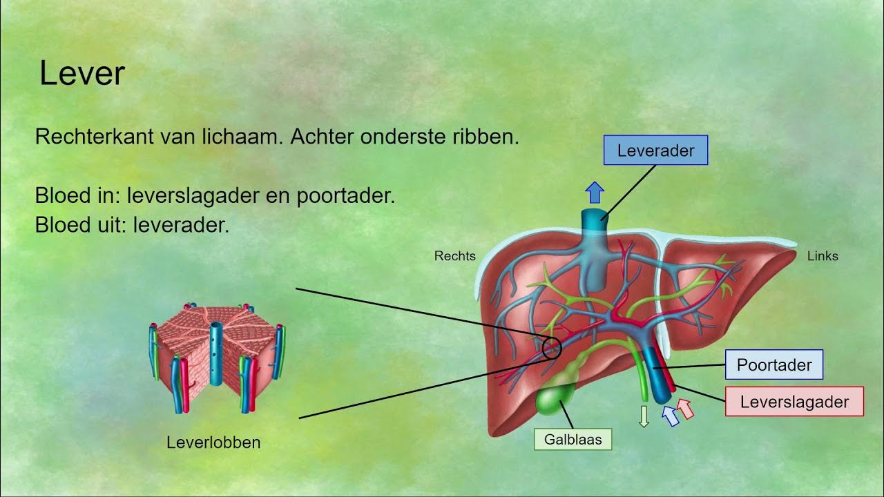 Functies van de lever - YouTube - Wat Is De Functie Van De Alvleesklier