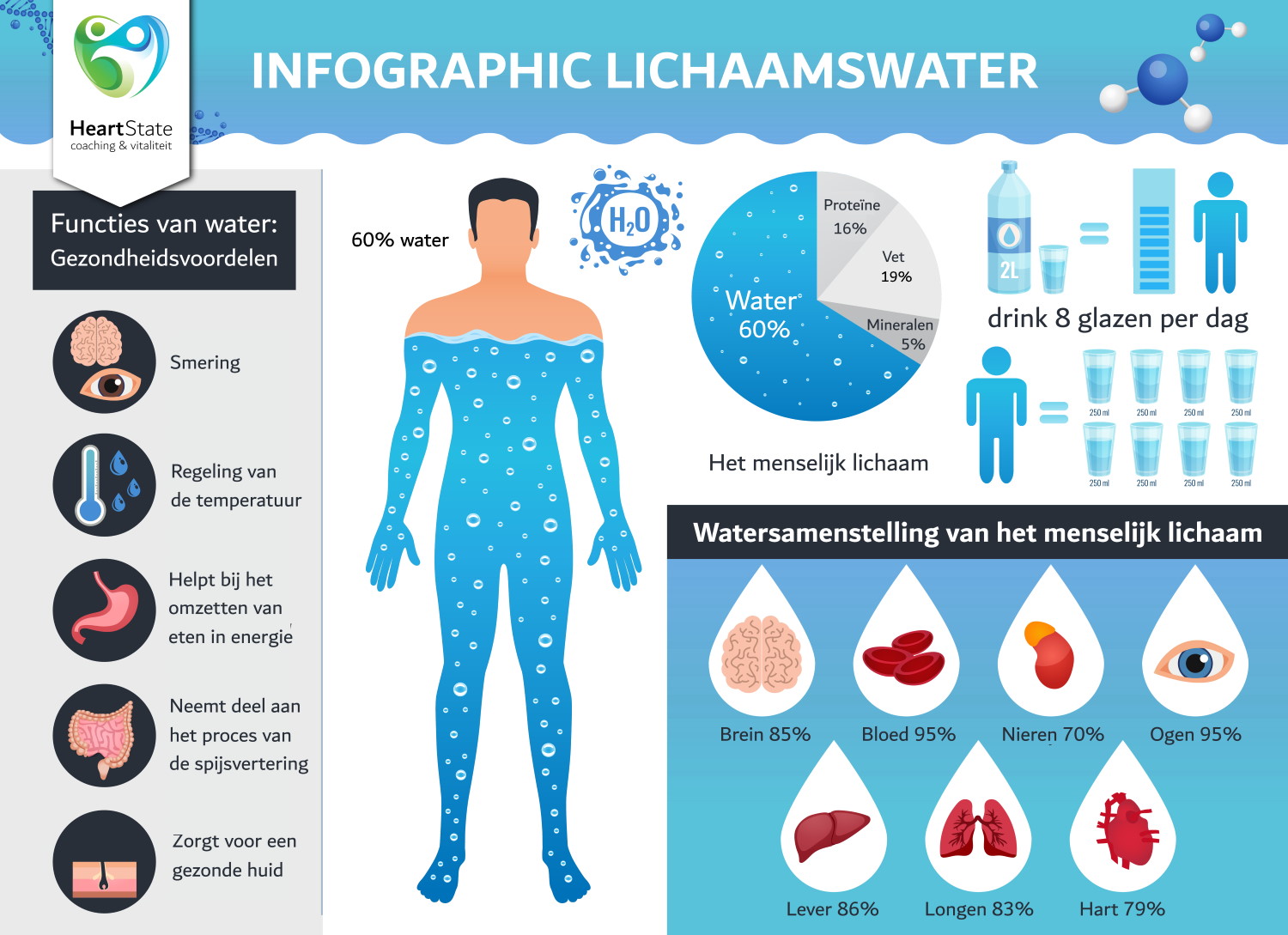 Functies van water en gezondheidsvoordelen - Voor Hoeveel Procent Bestaat Een Mens Uit Water