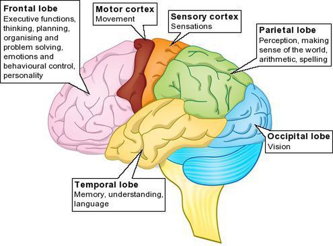 Functions of the brain lobes - MEDizzy - Wanneer Is Prefrontale Cortex Volgroeid