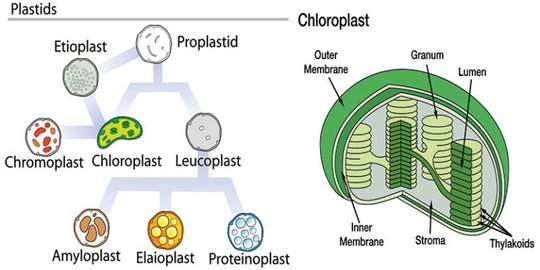 Fungsi Plastida dalam Fotosintesis, Ketahui Struktur dan Jenisnya - Waarom Zijn Anthocyanen Geen Plastiden