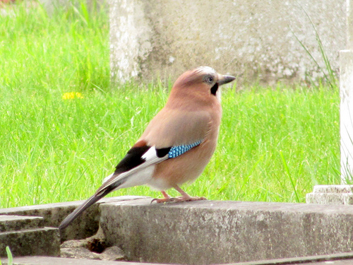 Gaai | Welke vogel is dit - Bruine Vogel Met Blauwe Vleugel