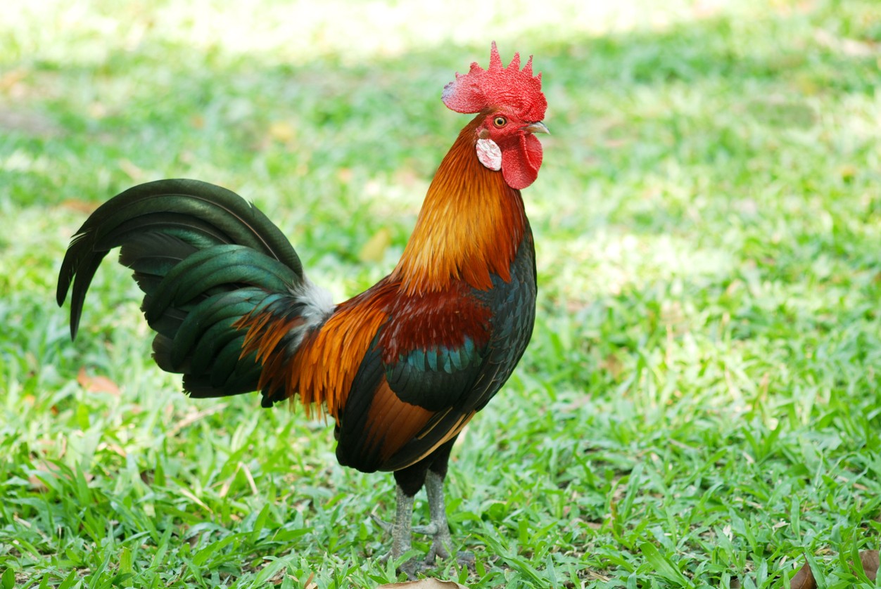 Gallo (Gallus gallus) - Picture Bird - Gallo Romeins Museum In Tongeren