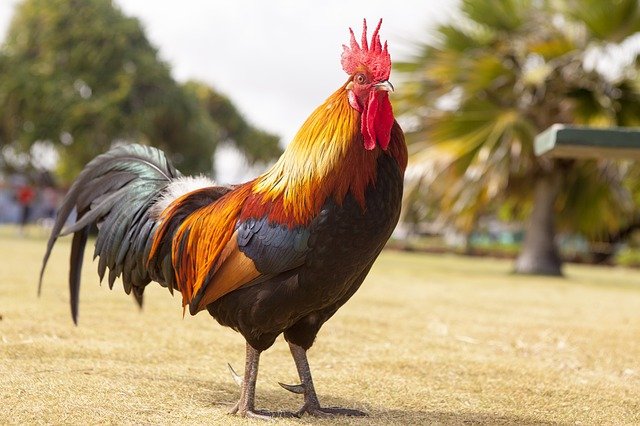 Gallo - Qué es, definición y concepto - Gallo Romeins Museum In Tongeren