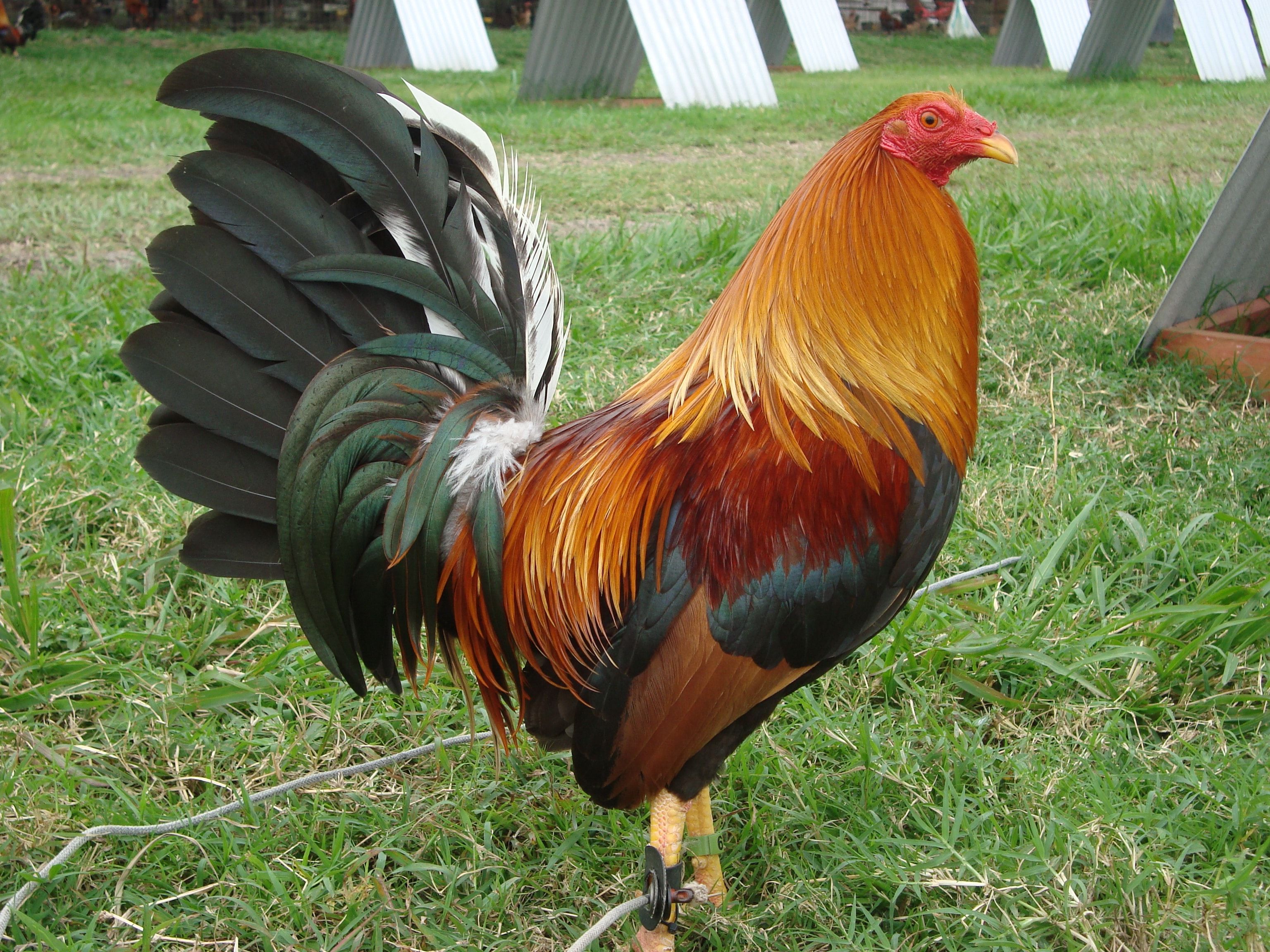 Gallo Romeins Museum In Tongeren
