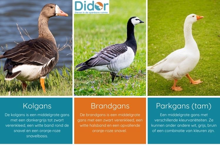 Ganzen herkennen - Didor - Ganzen Trekken Naar Het Noorden