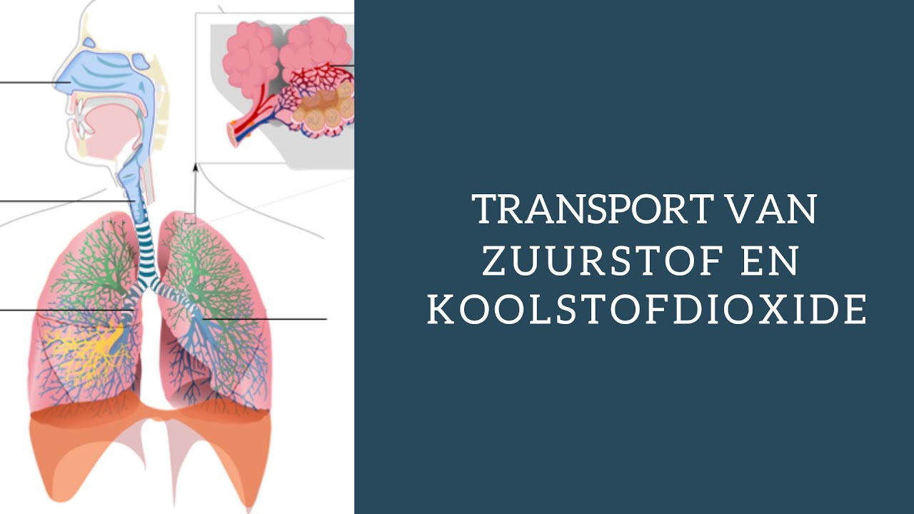 Gaswisseling: zuurstofopname en koolstofdioxideafgifte (HAVO en VWO - Welke Invloed Heeft De Toevoer Van Zuurstof Op Een Gloeibrand