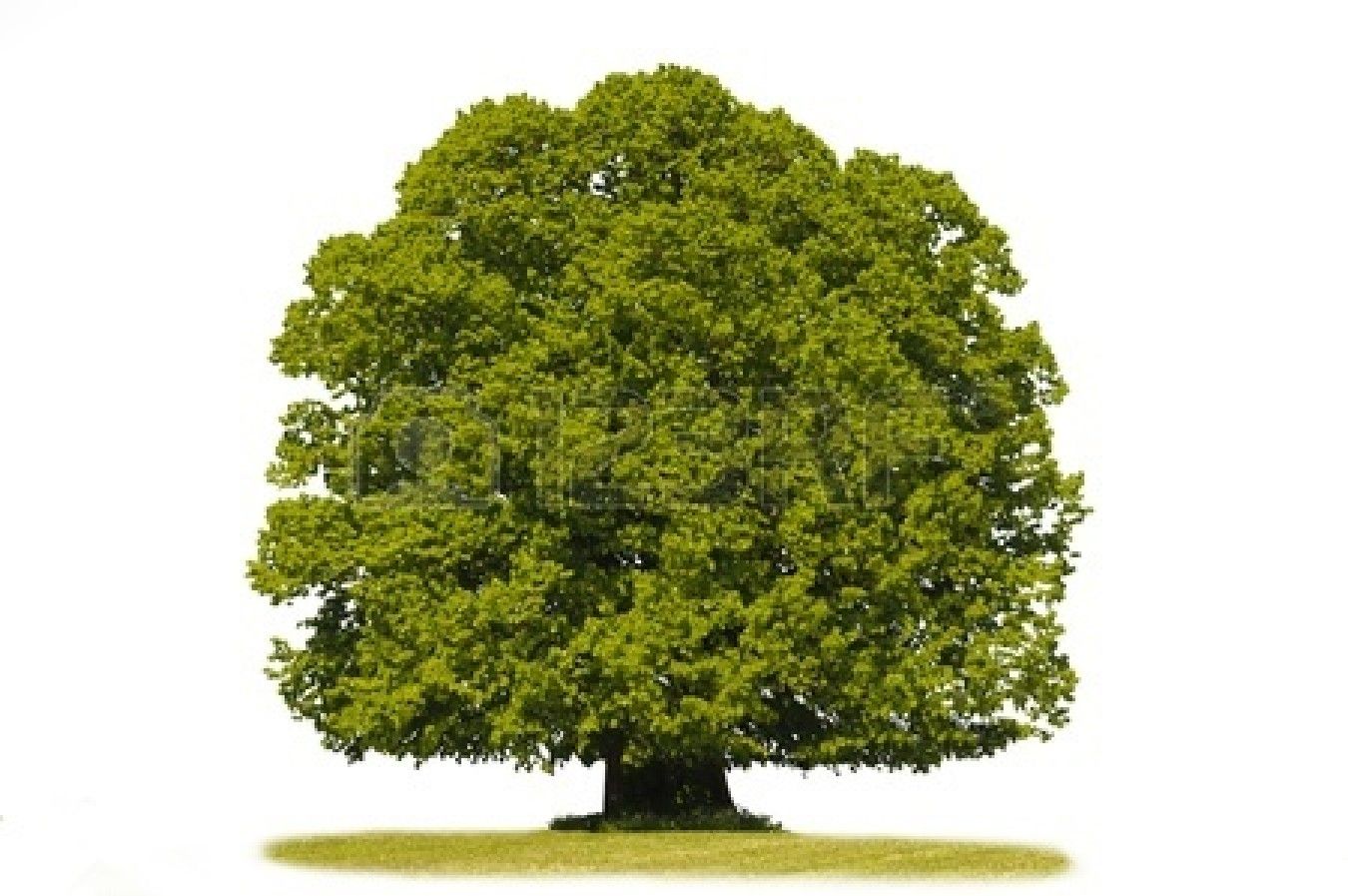 geïsoleerde lindeboom Stockfoto Linden Tree, Stock Images, Stock - Onder De Lindeboom In Garderen