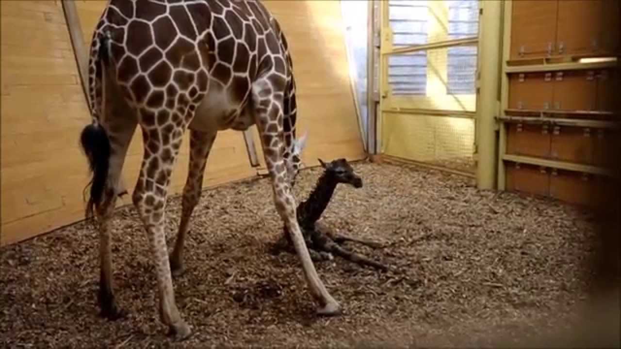 Geboorte van een netgiraffe in Blijdorp - Birth of a giraffe in - Is Een Giraffe Een Zoogdier