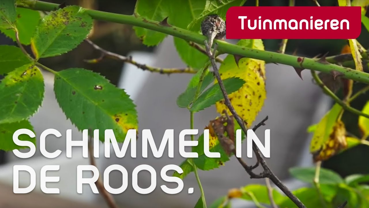 Welke Celkenmerken Heeft De Schimmel Die Roos Veroorzaakt