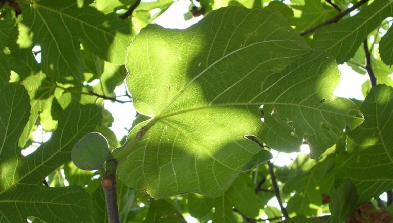 Geen blad voor de mond nemen – Herkomst | Historiek - Geen Blad Voor De Mond Nemen